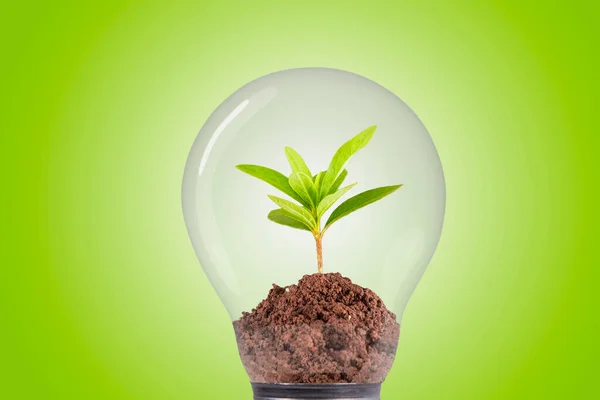 Planta Creciendo Dentro Una Bombilla Conceptos Ahorro Energía Medio Ambiente — Foto de Stock
