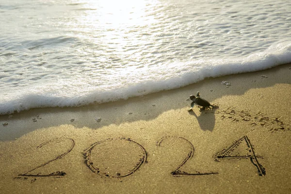 Küçük Deniz Kaplumbağaları 2024 Yılbaşı Sayısıyla Sahile Doğru Sürünüyorlar — Stok fotoğraf