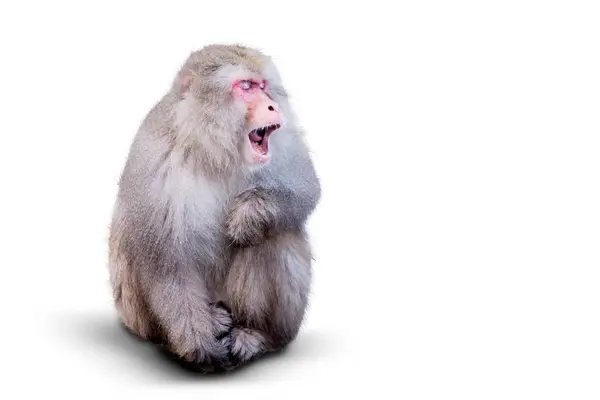 Macacos Neve Macacos Japoneses Isolados Fundo Branco Fotografias De Stock Royalty-Free