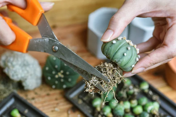 Cactus Root Cutting Desert Plant Propagation Preparing Indoor Houseplant Replanting Imagen De Stock