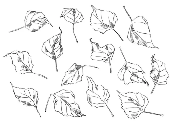 Umrisse Von Herbstblättern Freihandzeichnen Schwarz Weiß Illustration — Stockfoto