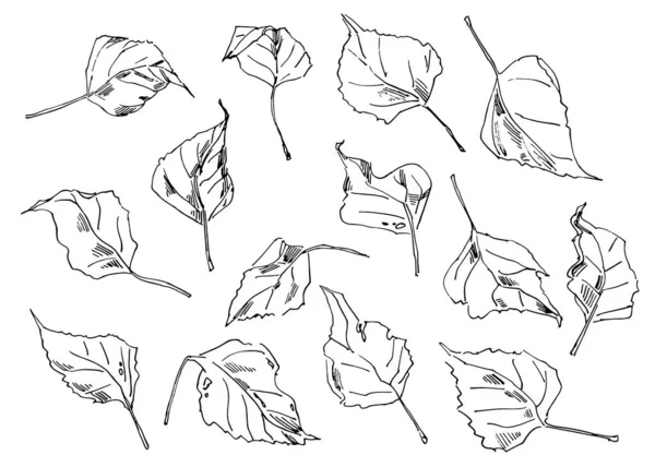 Outline Sketches Autumn Leaves 일러스트입니다 배경에 고립됨 — 스톡 벡터