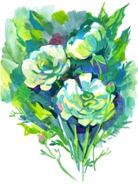 Ranunculus. Boyalı el yapımı çiçekler. Suluboya ile serbest çizim. Beyaz arkaplanda izole