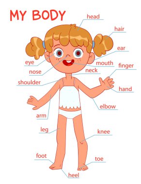 My body parts. Girl. Colorful cartoon style. Funny vector illustration. Isolated white background clipart