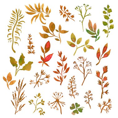 Çeşitli ağaç yaprakları. Suluboya ile çizilmiş. Tasarımınız için beyaz arkaplandaki izole ögeler