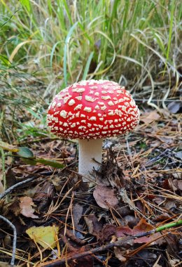 Uç Agarik. Ormandaki bir mantarın fotoğrafı, yakın plan.