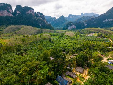 Tayland 'daki Khao Sok Ulusal Parkı' nın insansız hava aracı görüntüsü. Orman, palmiyeler ve tropikal ormanlar. Arkaplanda dağlar.