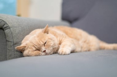 Krem rengi İngiliz steyşın kedisi gri kanepede yatıyor. Sevimli hayvan rahatlığı..