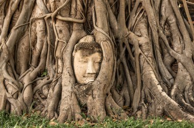 The head of Buddha ingrowing in tree at Ayutthaya ruins of temple of former Siam kingdom (today Thailand).