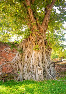 The head of Buddha ingrowing in tree at Ayutthaya ruins of temple of former Siam kingdom (today Thailand).