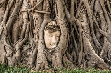 The head of Buddha ingrowing in tree at Ayutthaya ruins of temple of former Siam kingdom (today Thailand).