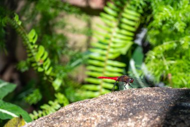 Omurga telli kaypak (İngilizce: 