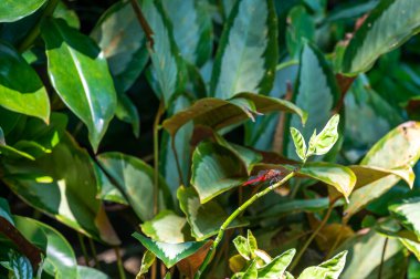 Omurga telli kaypak (İngilizce: 