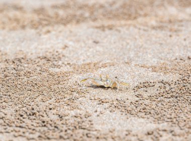 Hayalet yengeç (Latince adı Ocypode cordimanus) kumsalda duruyor. Yakın makro görünüm.