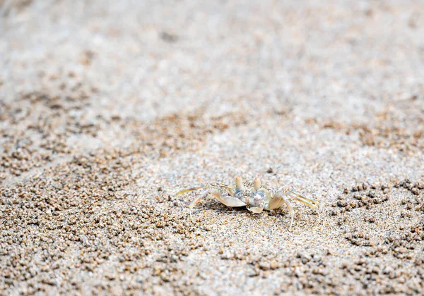 Примарний Краб Лат Ocypode Cordimanus Стоїть Піщаному Пляжі Крупним Планом — стокове фото