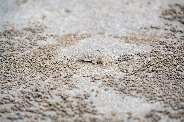 stock image The ghost crab (latin name Ocypode cordimanus) is standing on the sand beach. Closeup macro view.