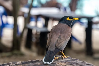 Bagajda, latin adı Acridotheres Tristis olan Myna kuşu oturuyor. Bambu Adası, Tayland.