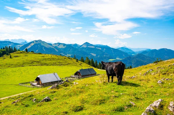 stock image Cows on Alps meadow in Austria, near Schafberg hill. Cows are looking to lake in far.