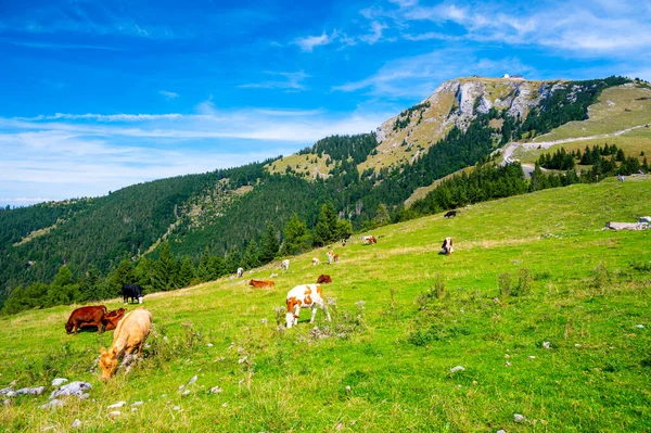 在奥地利的阿尔卑斯山草地上靠近沙夫堡山的奶牛 奶牛正在远眺湖面 — 图库照片