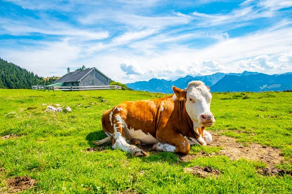 Vacas Prado Los Alpes Austria Cerca Colina Schafberg Las Vacas — Foto de Stock