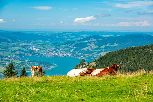 Αγελάδες Λιβάδι Των Άλπεων Στην Αυστρία Κοντά Στο Λόφο Schafberg — Φωτογραφία Αρχείου
