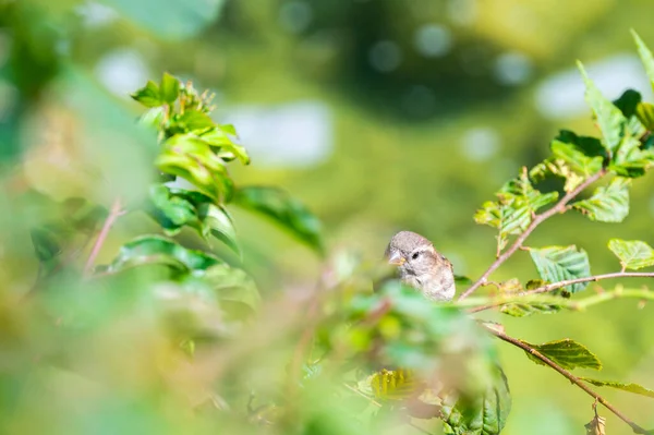 Closeup Άποψη Του Σπουργίτι Κάθεται Πράσινο Φύλλο Στο Δέντρο — Φωτογραφία Αρχείου