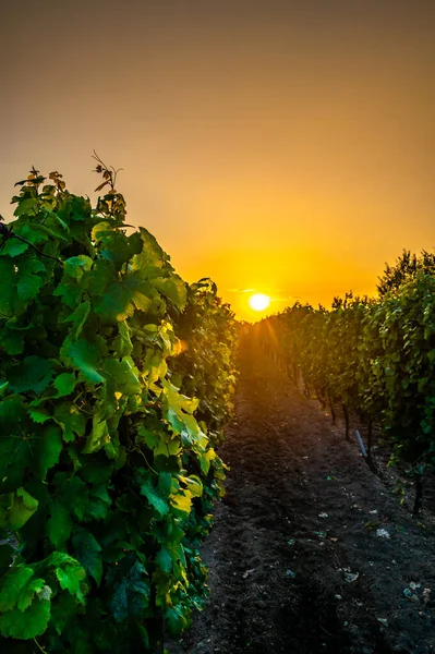 Puesta Sol Sobre Viñedo Región Moravia Del Sur República Checa — Foto de Stock