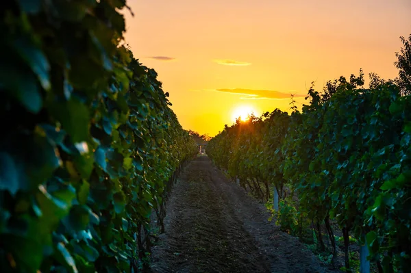 Sonnenuntergang Über Dem Weinberg Südmähren Tschechische Republik Traditionelles Weinland Farbenfroher — Stockfoto