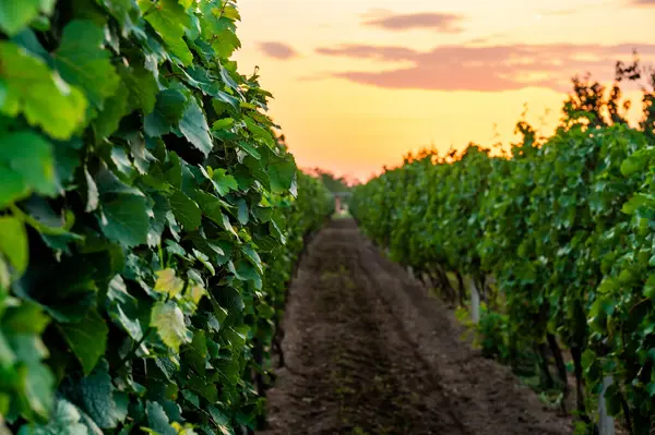 チェコ共和国のサウスモラビア地域のブドウ畑の上の夕日 伝統的なワインの土地 カラフルな夕日 ドラマチックな雲 — ストック写真