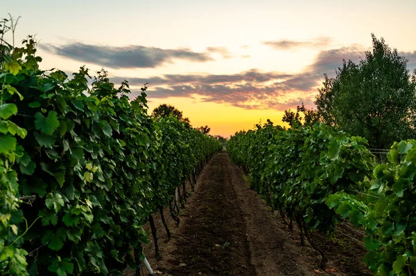 チェコ共和国のサウスモラビア地域のブドウ畑の上の夕日 伝統的なワインの土地 カラフルな夕日 ドラマチックな雲 — ストック写真