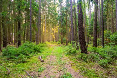 Yumuşak ışıktaki büyülü ormanın manzarası. Orman kereste endüstrisinin ayrıntıları.