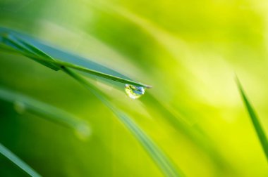 Çim yaprağına su damlası manzarası. Güzel bokeh, yumuşak renkler.
