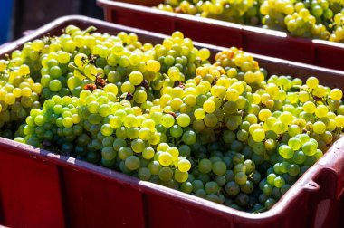 Taze toplanmış şarap üzümü Güney Moravya Bölgesi, Çek Cumhuriyeti yakınlarındaki bir kutuya konmuş.
