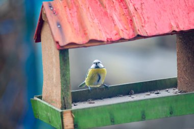 Bird Eurasian blue tit Cyanistes caeruleus in the wild. Songbird