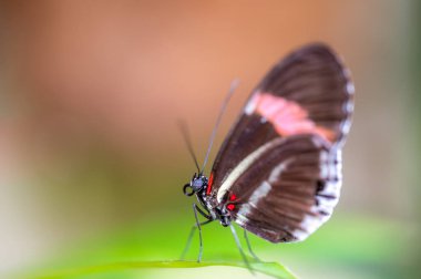 Ormanın tropikal kelebeğinin yakın çekim makrosu - Heliconius melpomene rosina, Papilio lowi, Papilio demoleus, Kral kelebeği (danaus plexippus) yeşil yapraklar üzerinde.