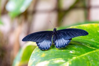 Ormanın tropikal kelebeğinin yakın çekim makrosu - Heliconius melpomene rosina, Papilio lowi, Papilio demoleus, Kral kelebeği (danaus plexippus) yeşil yapraklar üzerinde.
