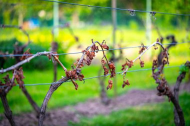 Üzüm bağındaki üzüm yaprağının detayları baharın erken saatlerinde sabah ayazında yok olur..