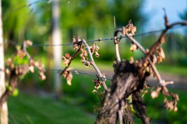 Üzüm bağındaki üzüm yaprağının detayları baharın erken saatlerinde sabah ayazında yok olur..