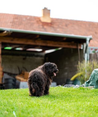 Küçük mutlu melez köpek küçük bir bahçede çimenlerde yürüyor..