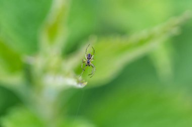 Mangora acalypha, Araneidae familyasından bir örümcek türü. Örümcek makroda (Mangora acalypha). Kriket sopası örümceği (Mangora acalypha)).