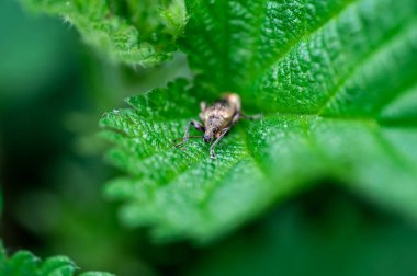 Phyllobius pyri, Curculionidae familyasından Entiminae familyasına ait bir buğday biti türüdür. Böcek başı ve gözünün makro görünümünü detaylandır.