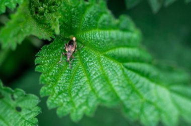 Phyllobius pyri, Curculionidae familyasından Entiminae familyasına ait bir buğday biti türüdür. Böcek başı ve gözünün makro görünümünü detaylandır.