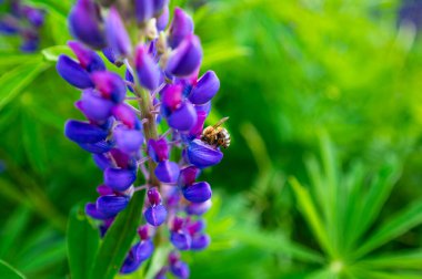 Dağ çayırında yetişen mor Lupinus bitkisi. Arılar ve yaban arıları için harika bir yiyecek kaynağı.