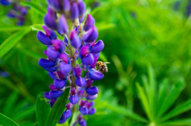 Dağ çayırında yetişen mor Lupinus bitkisi. Arılar ve yaban arıları için harika bir yiyecek kaynağı.
