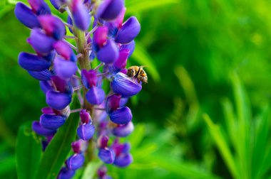 Dağ çayırında yetişen mor Lupinus bitkisi. Arılar ve yaban arıları için harika bir yiyecek kaynağı.