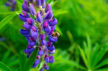 Dağ çayırında yetişen mor Lupinus bitkisi. Arılar ve yaban arıları için harika bir yiyecek kaynağı.