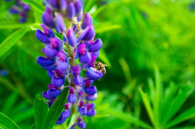 Dağ çayırında yetişen mor Lupinus bitkisi. Arılar ve yaban arıları için harika bir yiyecek kaynağı.