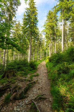 Krkonose doğa parkındaki orman (Krnap Ulusal Parkı, Çek Cumhuriyeti). Turist yolu olan taze bir orman.