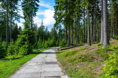 Krkonose doğa parkındaki orman (Krnap Ulusal Parkı, Çek Cumhuriyeti). Turist yolu olan taze bir orman.