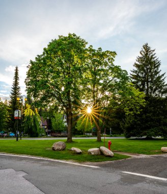 Gün batımında güneş ışığı Büyük ağacın içinden.